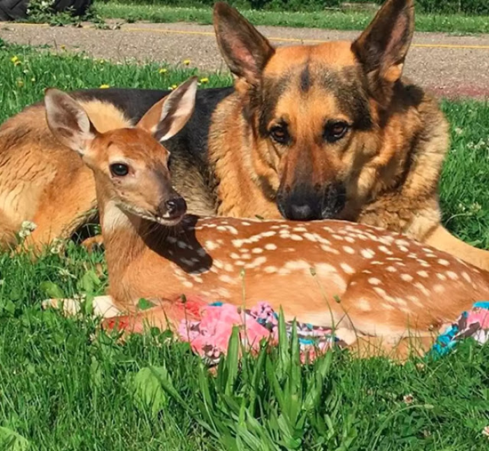 He seems to share a unique bond with Sarge, who, in turn, has embraced the role of protector with unwavering dedication.