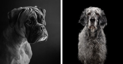 The Pet Photography Awards Reveal Their Most Memorable Dog Photos To Date