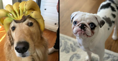 13 Dog Posts To Make You Smile - Because You Deserve It