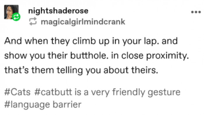 12. Lol... When your cat shows you their butthole