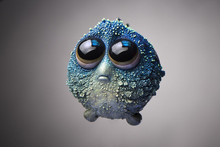 16. Here is a Glowfish