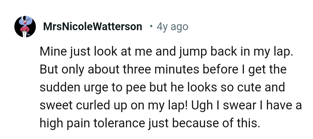 He looks so sweet and cute curled up on this Redditor's lap