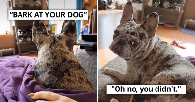 TikTok's “Bark At Your Dog” Challenge May Be The Most Interesting Challenge You’ll Ever See