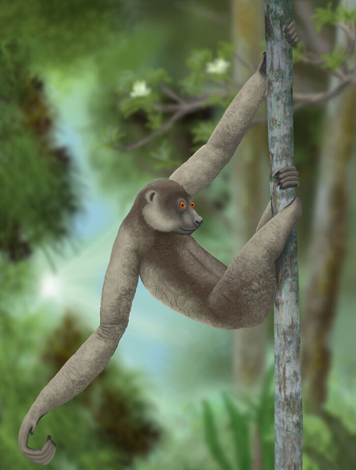 Large Sloth Lemur - Extinct 1620