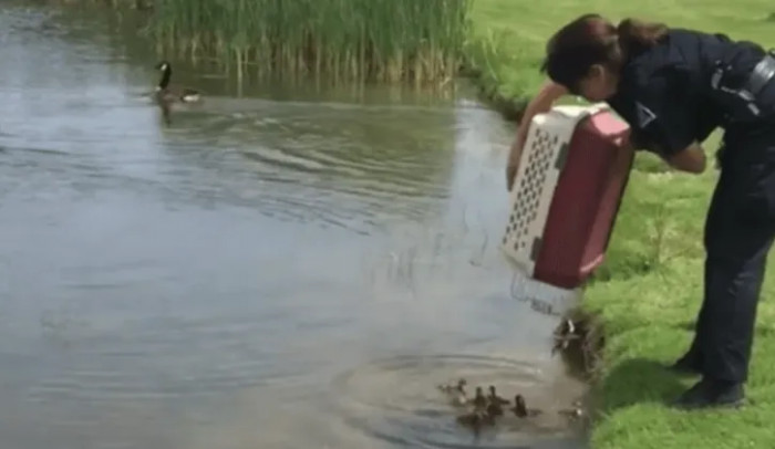 Desrosiers decided to take the ducklings to a nearby golf club pond to release them there