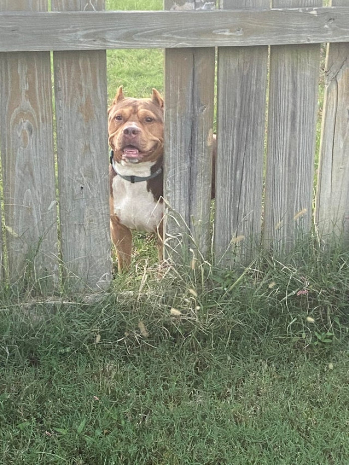 18. The neighbor’s fence slat fell down a few months ago, but we’ve never cared to fix it. Now we get to see this guy's smiling face every day. He never tries to come over; he just watches us when we play.