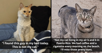 12 Awesome "Not My Cat" Photos Where Nice People Bonded With Kitties That Weren’t Theirs
