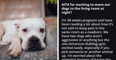Pregnant Woman Wants Dogs To Sleep In The Living Room To Prepare For Baby's Arrival, But Husband Strongly Disagrees