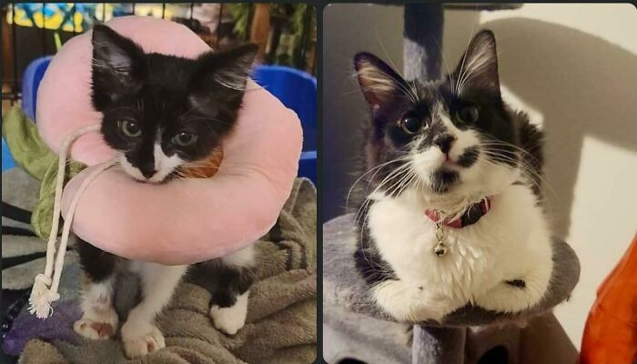 41. Hubert was infected by diseases when he was found. Now, all that's left is his attitude.