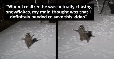 This Raccoon's Adorable Response To Falling Snow Suggests It's His First Few Experiences With Winter