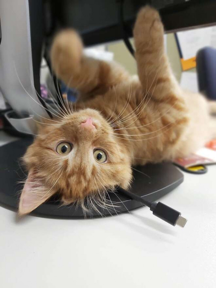 Like many of us, Colin loves working from home, where he enjoys lots of love from shelter staff, and he’s constantly picking up new roles