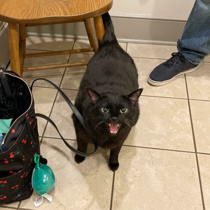 40. Little fella yelling at the vet.