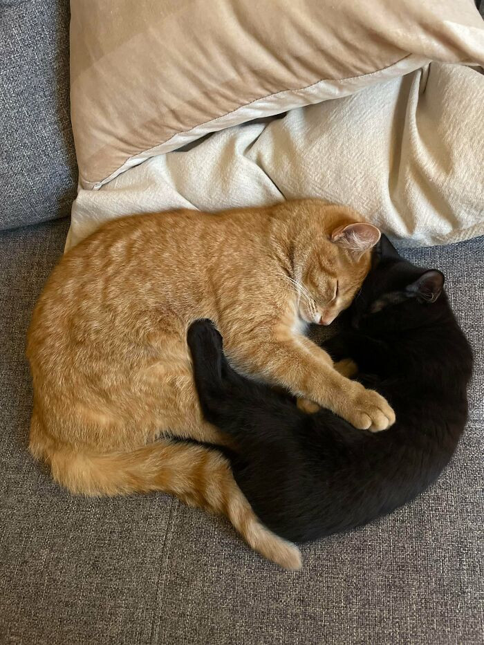 11. Adopted kitten and resident cat cuddling each-other