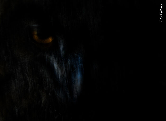 “Shadow Hunter” By Phillipp Egger