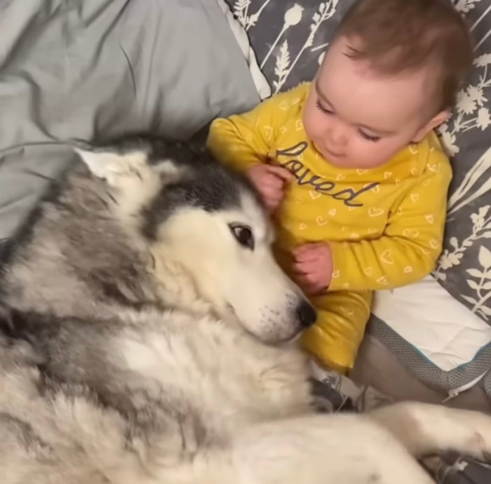 Dogs really are man's best friend, and it turns out that they might also be a baby's best friend.