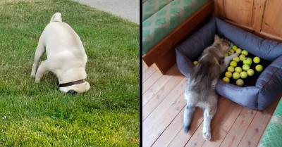 21 Hilarious Dogs That Make Us Wonder "What's Wrong" With Man's Best Friend