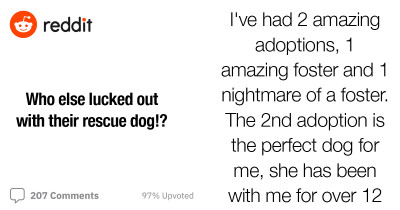 People Share Times They’ve Been Incredibly Lucky And Adopted The Most Amazing Dogs