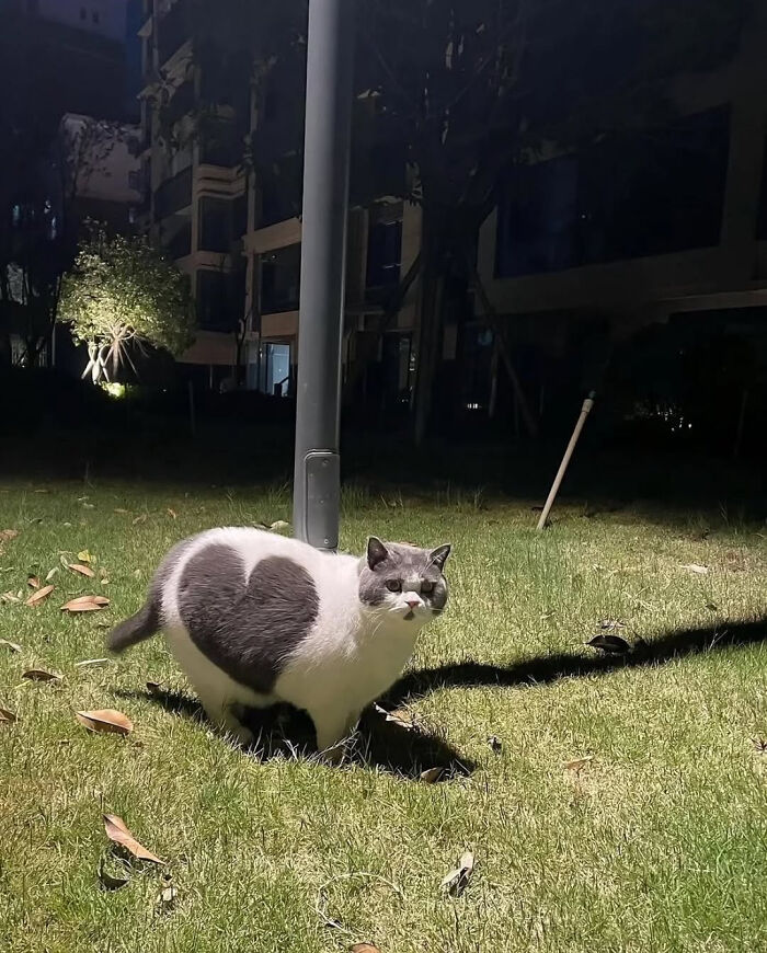 15. This Cat Came Pre-Installed with a Love Patch