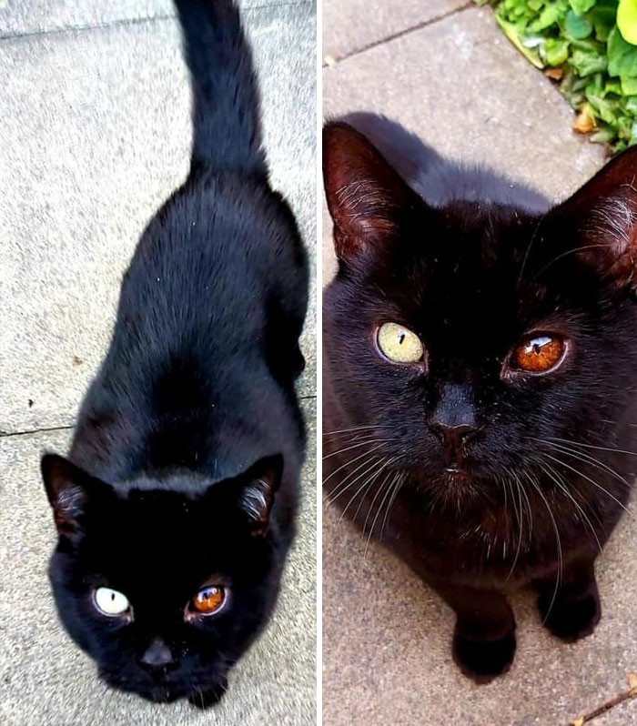 5. A beautiful spirit resides in this cat