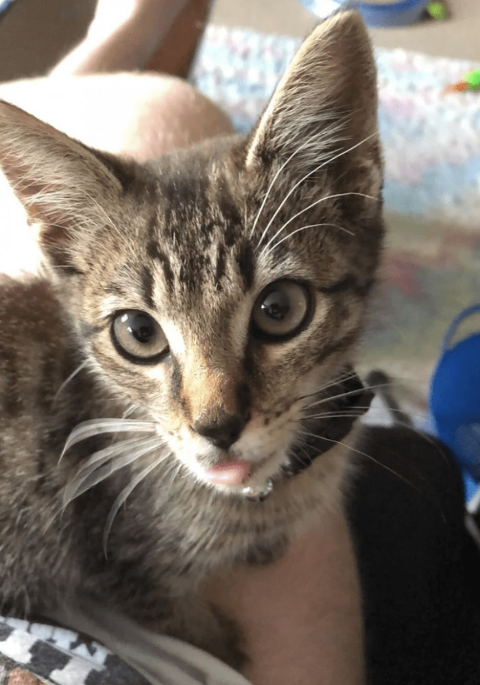 5. "This standard issue notmycat seems to have found his way into my heart. Meet Baldur."