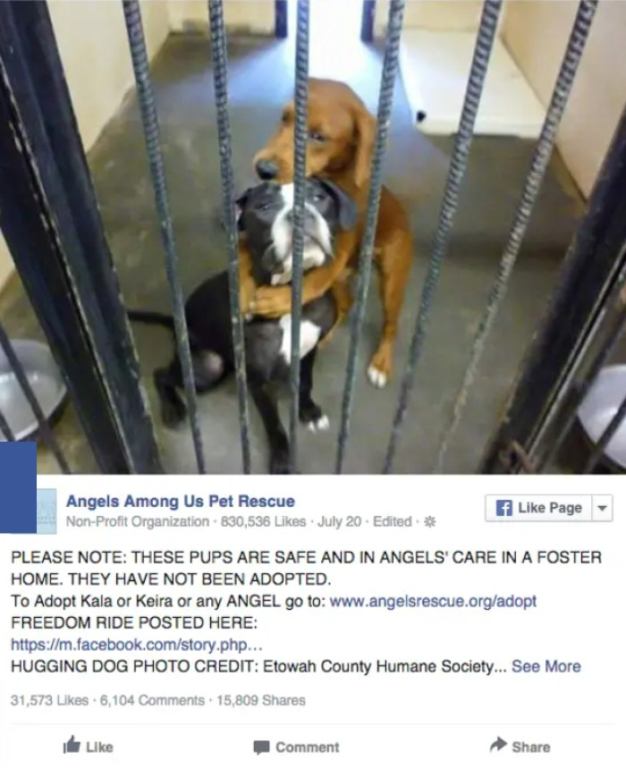 The workers at the shelter posted a picture of the pair cuddling on Facebook in an effort to find them a loving home