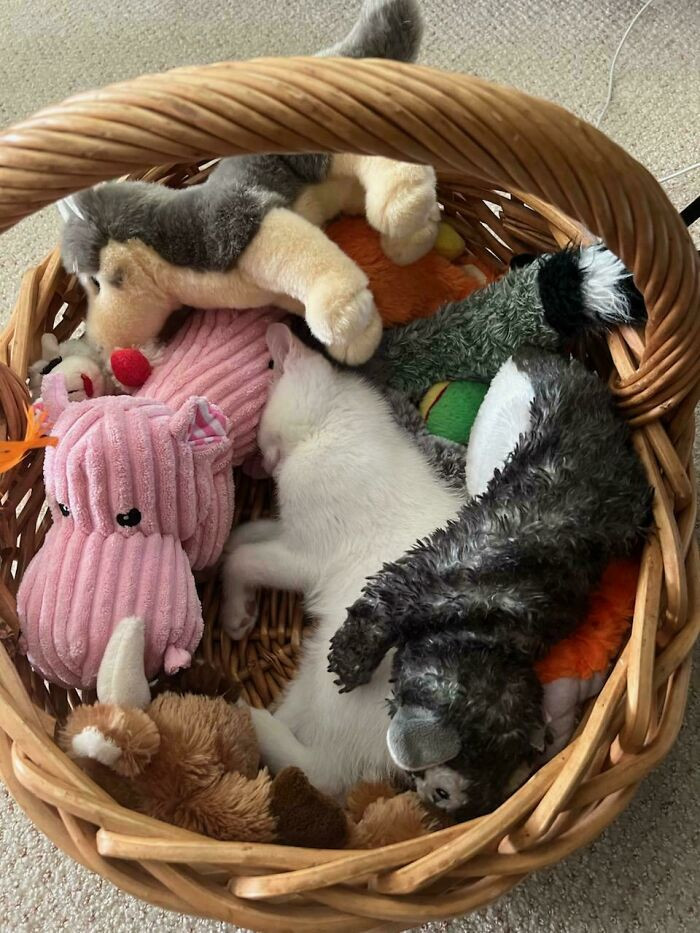 26. Camouflage Kitten