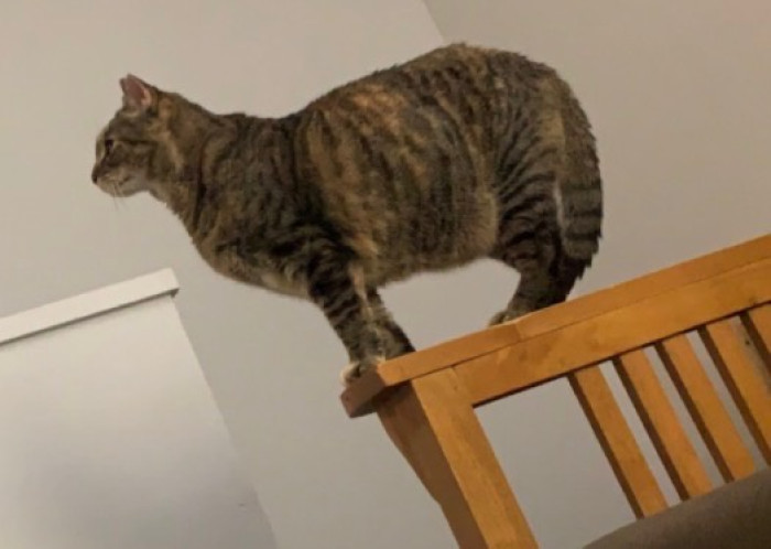 Here is the cat in another position