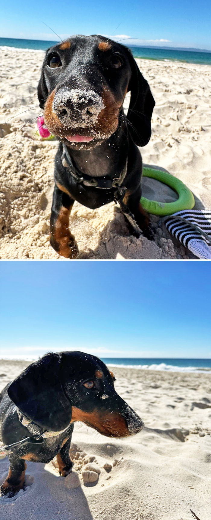 "Anyone Else's Dachshund Go Absolutely Crazy For Sand?"