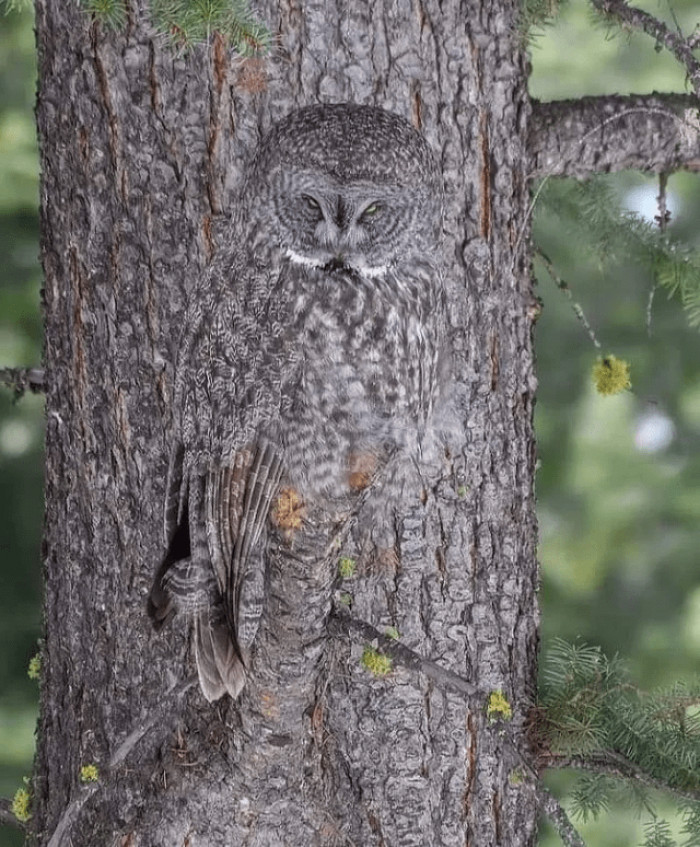 6. Owls use camouflage to hide from predators, making it unlikely for them to be eaten. They also use it to catch prey unaware.