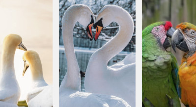 Birds That Mate for Life and What “For Life” Really Means