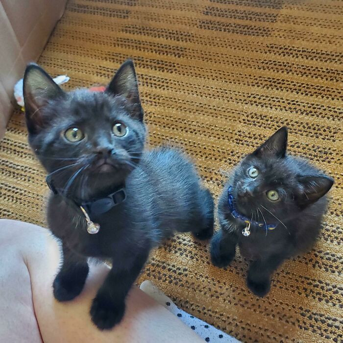 43. "The girlfriend and I adopted our very own little twin voids 🐈‍⬛🖤🐈‍⬛: Soup (L) and Sandwich (R)."