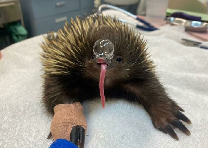 While most animals rely on panting or sweating to stay cool, echidnas take a far stranger route - they release tiny snot bubbles from their noses and cool off by flattening their bellies against the ground.