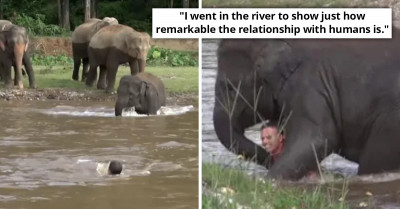 Endearing Moment Baby Elephant Goes Into River To Save Her Caretaker Whom She Thought Was "Drowning"