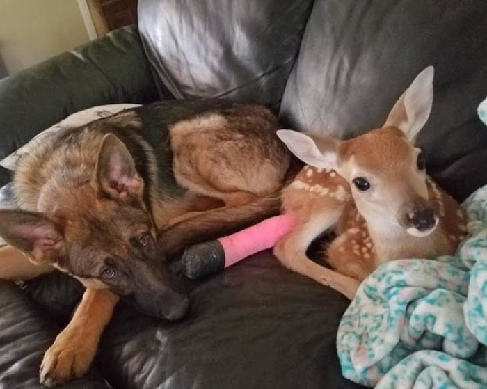 As Buckwheat matured and gained strength, Cheryl (Sarge's owner) found herself needing to return him to the wild. This decision deeply affected the tender-hearted Sarge.