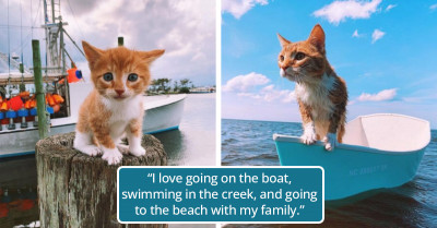 This Adorable Cat May Meow and Adore Fish, But He Believes He Is Actually a Dog