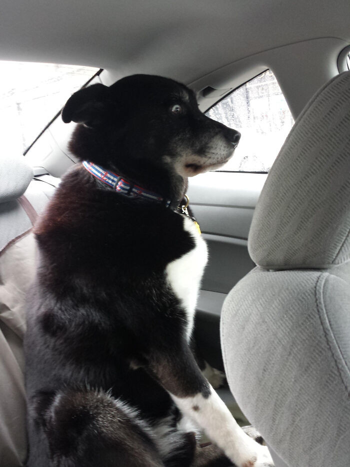 "My Dog's Reaction To Realizing My GF Is Driving Us On Our Road Trip"