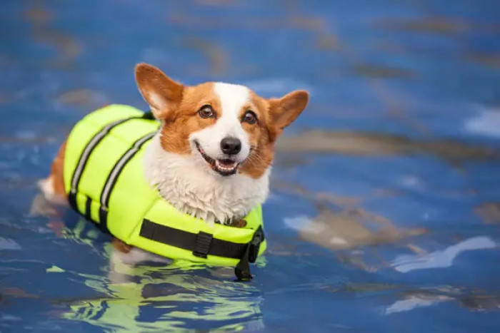 16. There’s no harm in learning a trick or two, especially something as important as swimming.