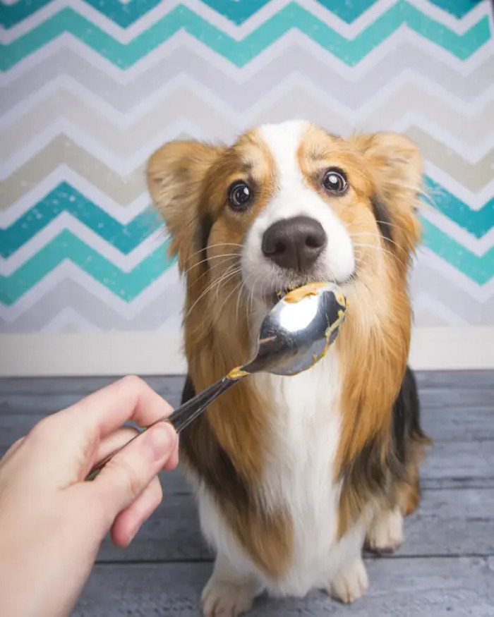 5. The eyes say it all about how much this dog loves peanut butter.