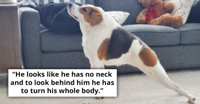 Meet Cooper, a Dog Who Was Born Without a Neck and Has Half a Spine but Has Succeeded in Finding His Forever Home