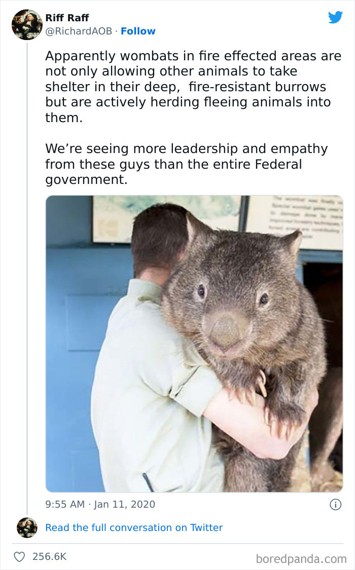 21. Wombats