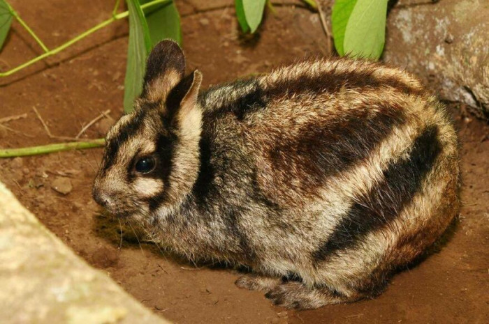 Sumatran Striped Rabbit (Nesolagus Netscheri)