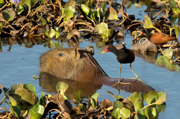 Has Anyone Recorded a Bird Fart?