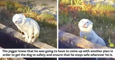 Puppy Is Very Happy When He Meets A Jogger After Being Abandoned By His Owner