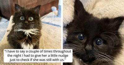 This Kitten in Foster Care Has Everyone's Heart Melting Because of Her Big Eyes