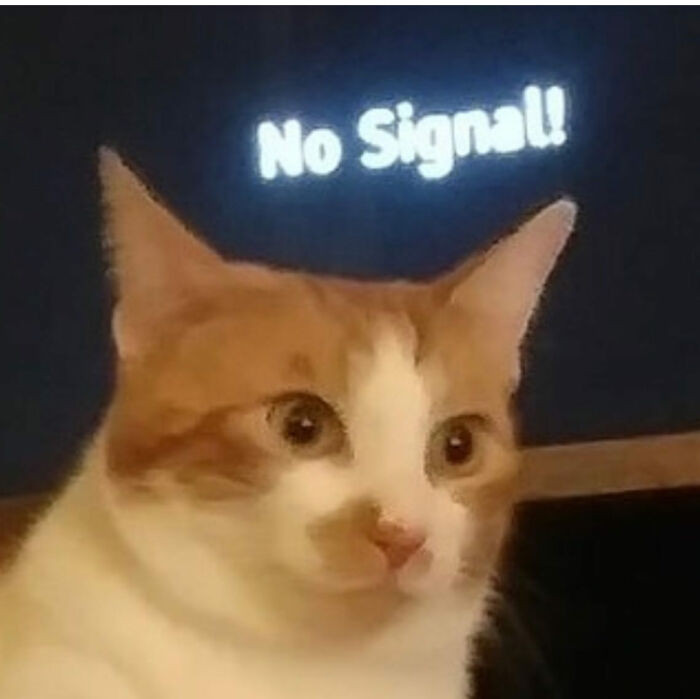 47. Cat brain not working