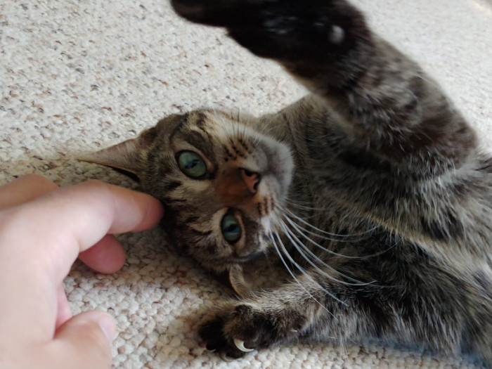 Before getting to the comments, OP introduced Feline