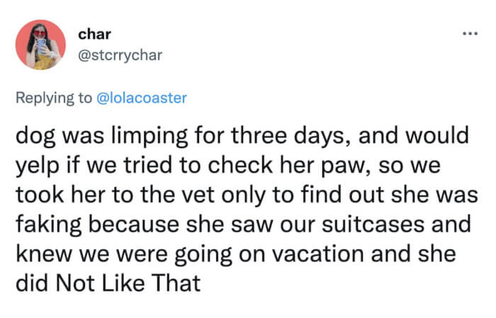 This doggo deserves an Oscar.