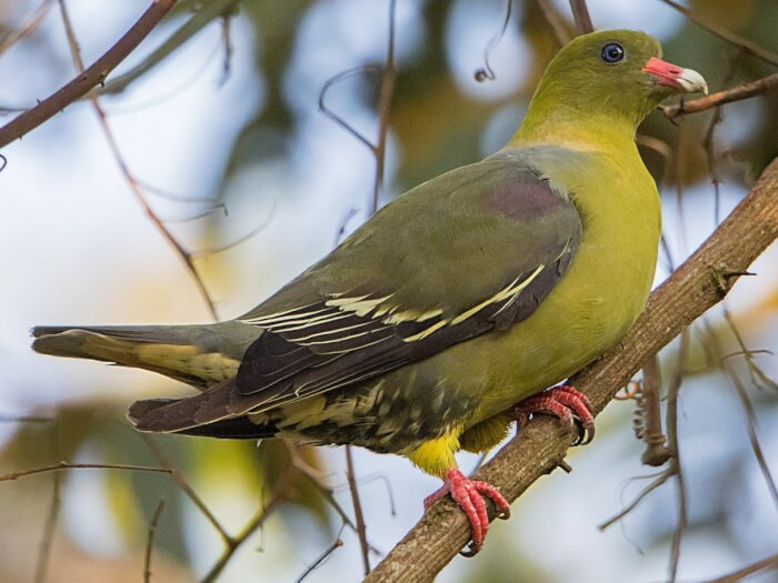 2. The African Green-Pigeon Breed