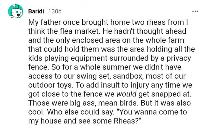 It seems Rheas aren't the friendliest pets. But on the bright side, you can gain a little attention as a Rheas owner.