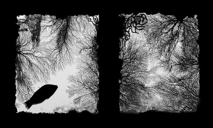 Black & White, Category Winner: Coral Window By Shunsuke Nakano